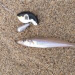 大人気!!投げて置いとくだけで”ふく”が来る!!ふく式♪ 大人気!!投げて置いとくだけで”ふく”が来る!!ふく式♪