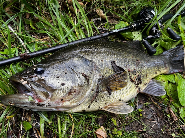 釣果情報 釣果情報