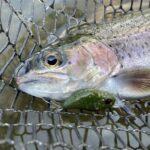 【エリアトラウトフィールドレポート】新機種追加で攻略の幅がさらに広がるVKスタッフカラープラグ！！新着!!