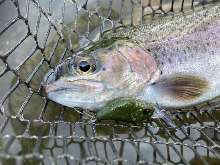 【エリアトラウトフィールドレポート】新機種追加で攻略の幅がさらに広がるVKスタッフカラープラグ！！新着!!