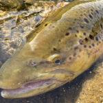 【Megabass Blog】小林 智徳「長良川本流×サツキマス攻略。プロトの本流スペシャルロッドへ」 【Megabass Blog】小林 智徳「長良川本流×サツキマス攻略。プロトの本流スペシャルロッドへ」