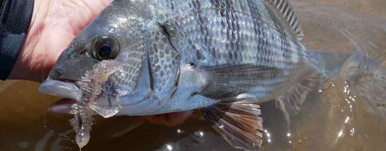 �~�J���莭�����̉J��`�j���O�i�ÒJ�p�ꎁ�j