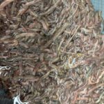 【横浜磯子店】キス釣果上がってます!! 【横浜磯子店】キス釣果上がってます!!