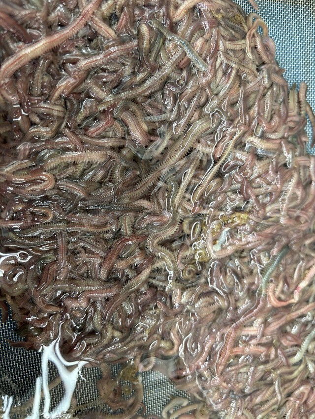 【横浜磯子店】キス釣果上がってます！！