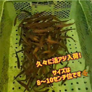 活アジ久々の入荷です〜