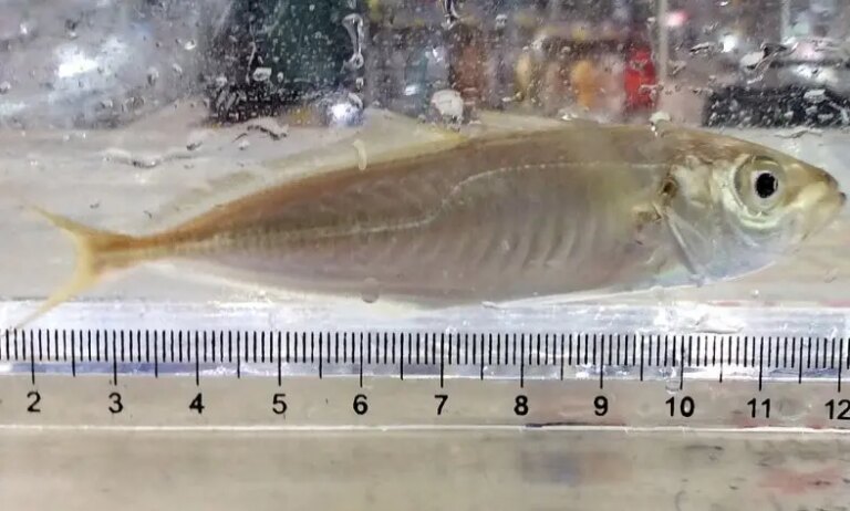 小アジ入荷致しました！