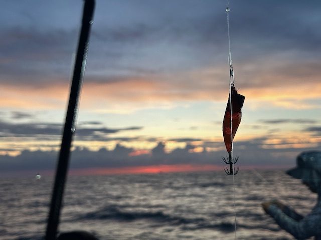 7月のイカメタル事情(鳥取兵庫エリア)