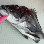 チヌトップオススメルアー【2】【3】 レアリスポッパー64チヌ&テトラワークスポコポコ チヌトップオススメルアー【2】【3】 レアリスポッパー64チヌ&テトラワークスポコポコ