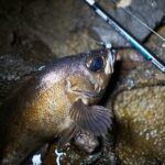 新製品追加(GRF-TR711 PE special) 新製品追加(GRF-TR711 PE special)