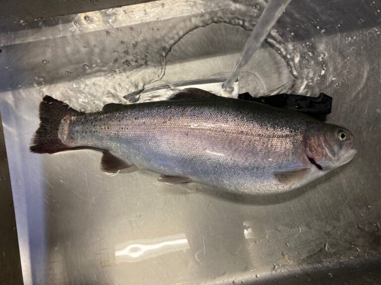 2025年お盆休み前半放流情報☆8月9日(土)～8月13日(水)☆