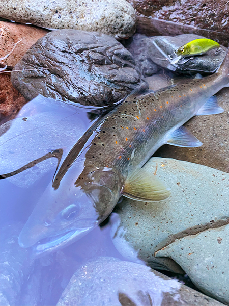 【Megabass Blog】小林 智徳「秋の気配を纏った尺上アマゴ」