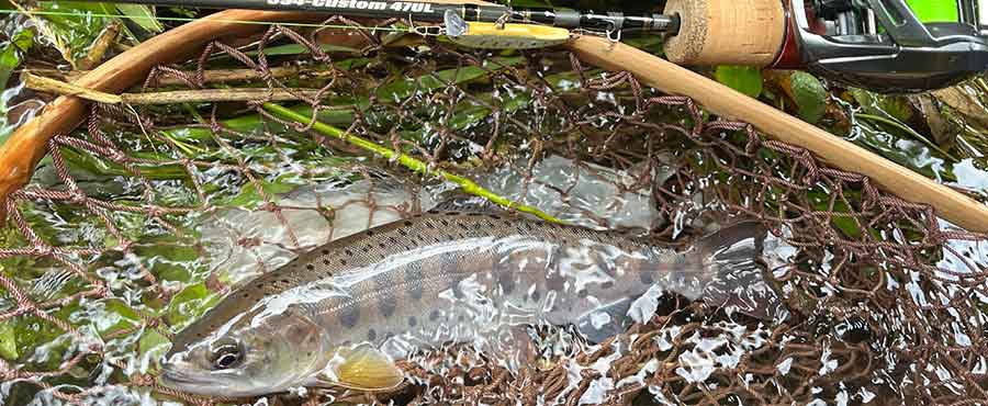 �x�C�g�t�B�l�X�ł����T�C�Y�̃��}���i�錴���肳���j