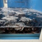 【環境保全】茨城県 日立久慈港　マダイ稚魚放流…