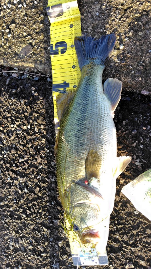 淀川５０アップ釣れました＆オススメルアー🎵