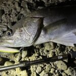 【NEWモアザン】を使用してみました！