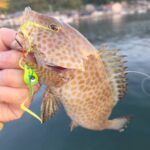 南予釣行行って来ました