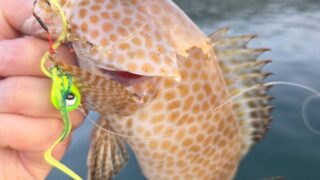 南予釣行行って来ました