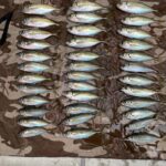 アジング新規開拓へ！(淡路島全域)