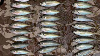 アジング新規開拓へ！(淡路島全域)