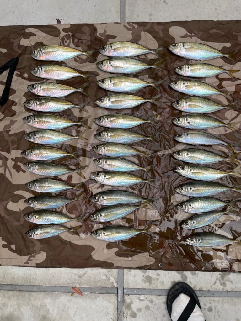 アジング新規開拓へ！(淡路島全域)