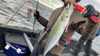 奥伊勢湾の気まぐれサワラ攻略！「ミノー×ブレード」ルアーローテ実践の極意