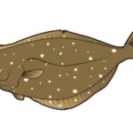 1/2　鹿島神栖店近郊　釣果情報!