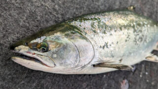 奥深くて難しい…それが大きな魅力！北の春を告げる「サクラマスジギング」開幕!!