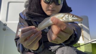 【湘南平塚店】東京湾のシロギスが好調！！