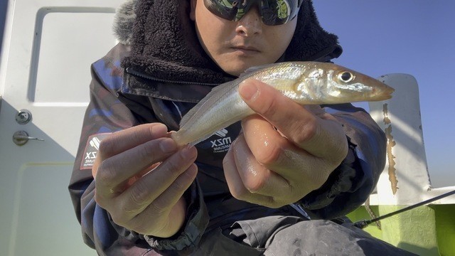 【湘南平塚店】東京湾のシロギスが好調！！
